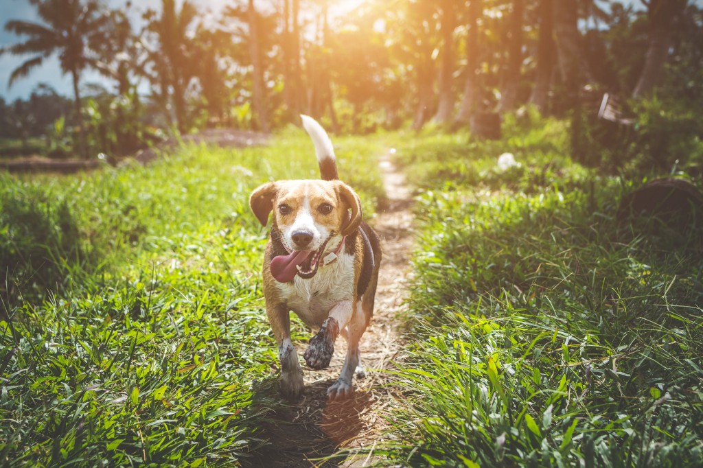 beagle