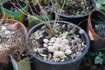 herbaciany food waste
