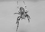 pająk-1