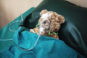 An injured teddy bear at the hospital