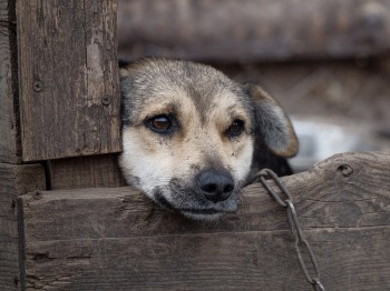 piesnalancuchu800x600